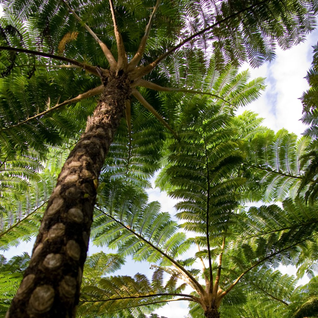 Cyathea lunulata - Tree fern