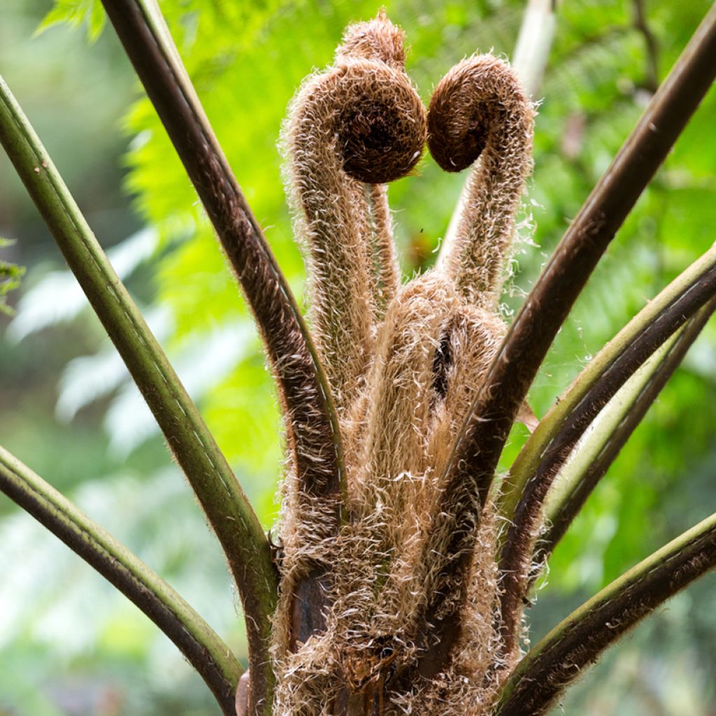 Cyathea lunulata - Tree fern