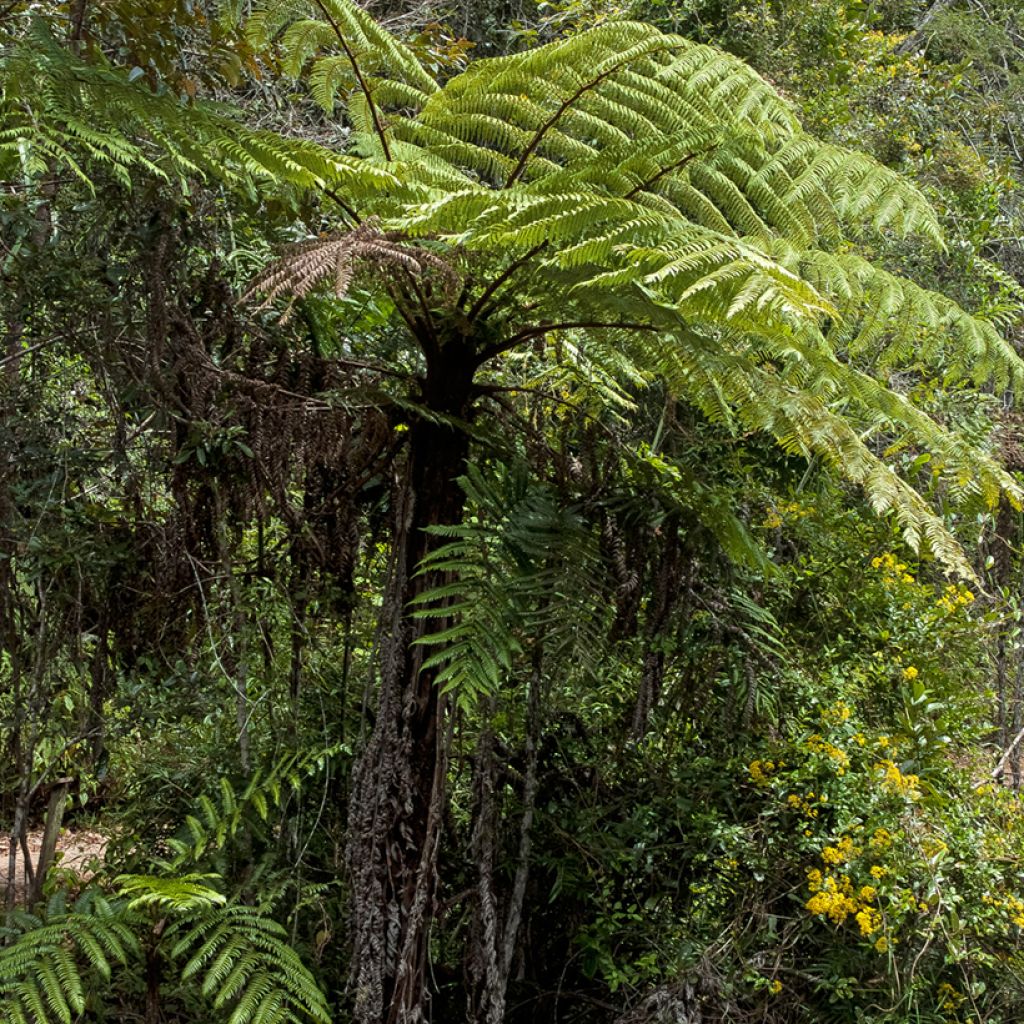 Cyathea lunulata - Tree fern