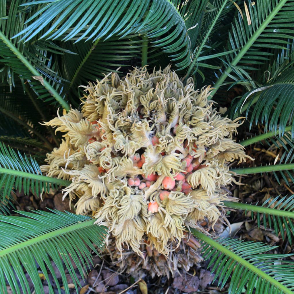 Cycas revoluta - Japanese Sago Palm