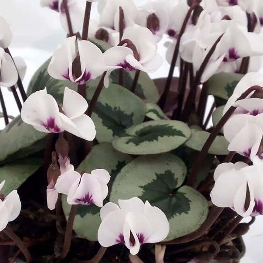 Cyclamen coum Christmas Tree White