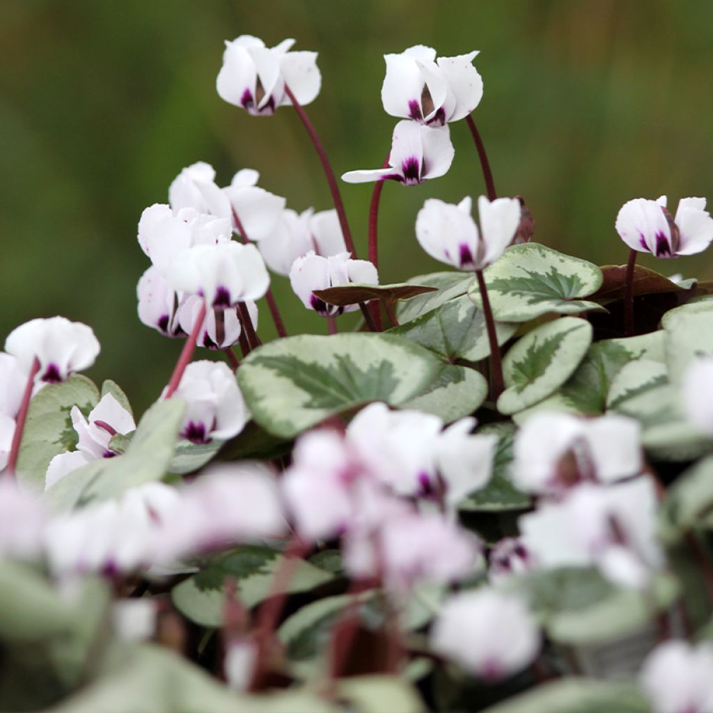 Cyclamen coum Christmas Tree White