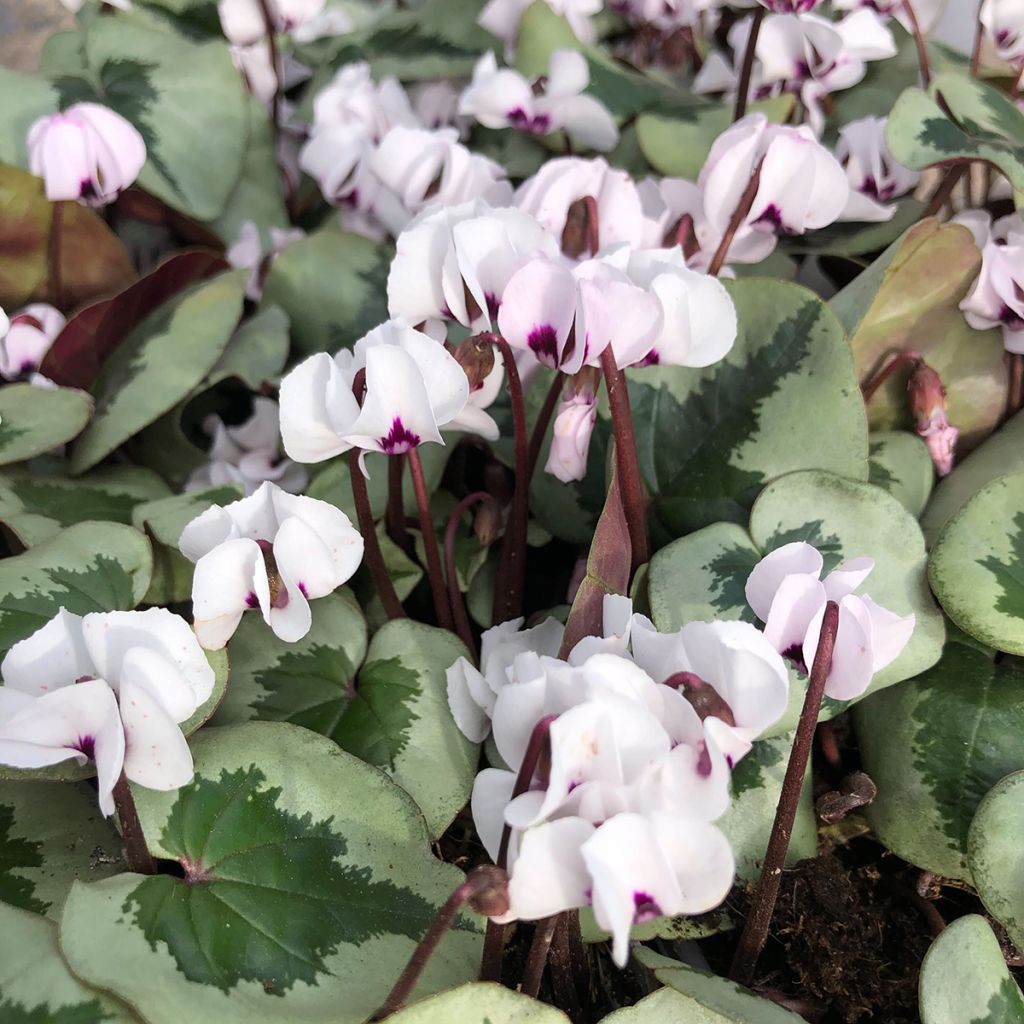 Cyclamen coum Christmas Tree White