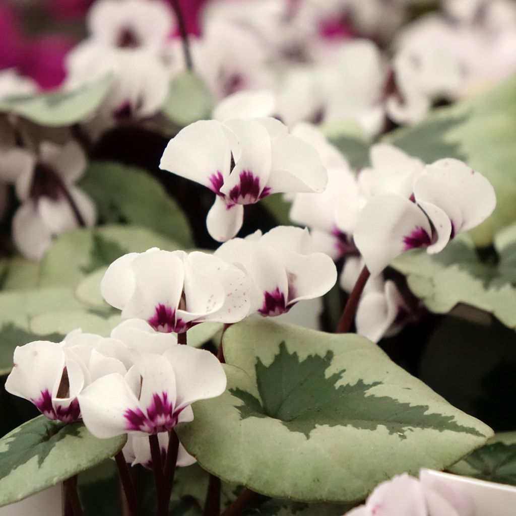 Cyclamen coum Christmas Tree White