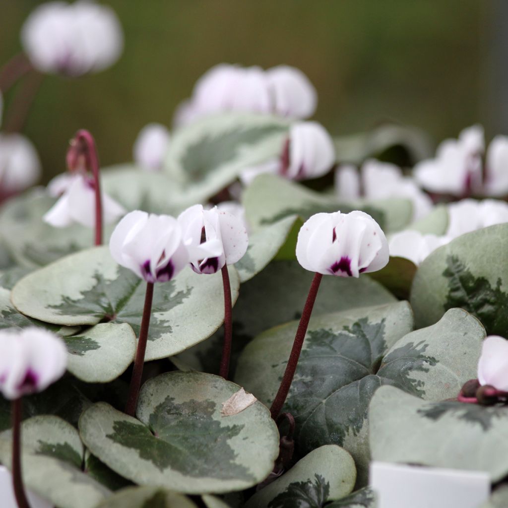 Cyclamen coum Christmas Tree White