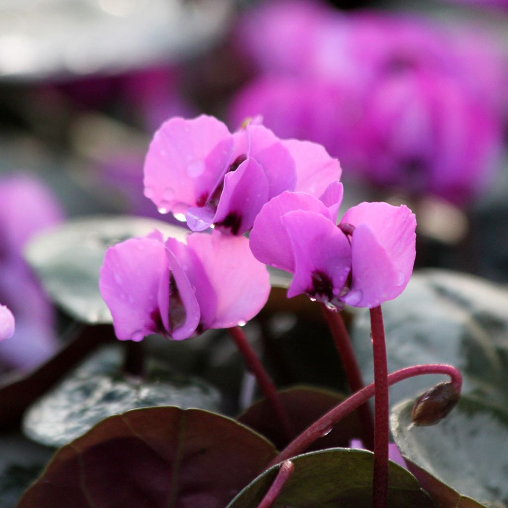 Cyclamen coum Christmas Tree Pink