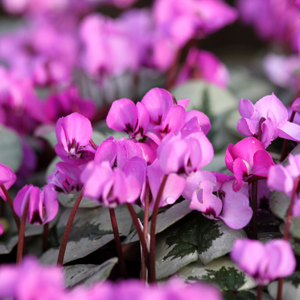 Cyclamen coum Christmas Tree Pink