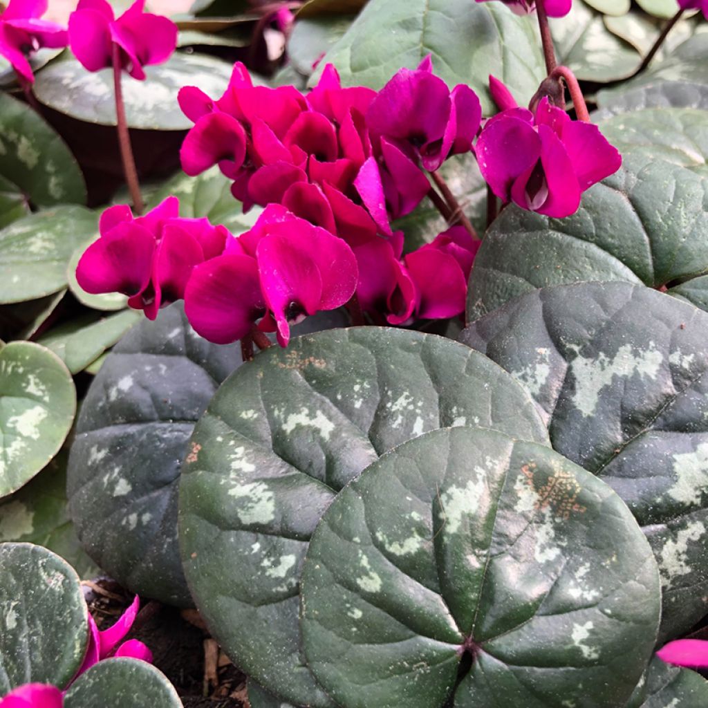 Cyclamen coum Meaden's Crimson - marbled foliage