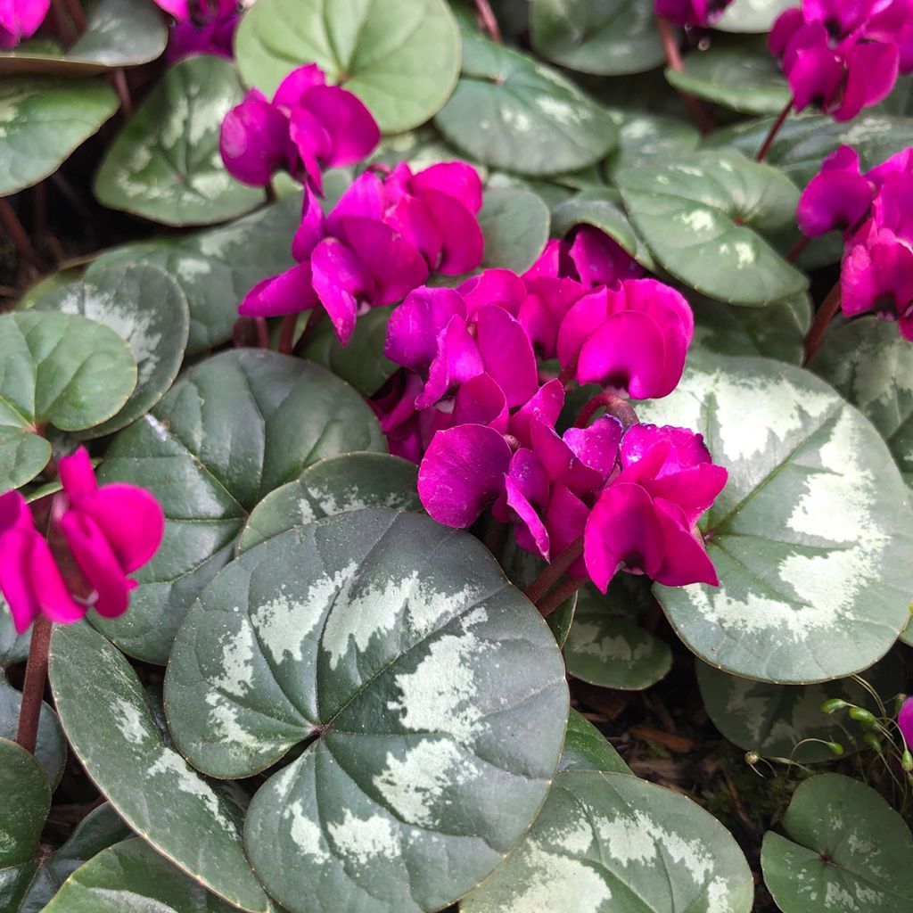 Cyclamen coum Meaden's Crimson - marbled foliage