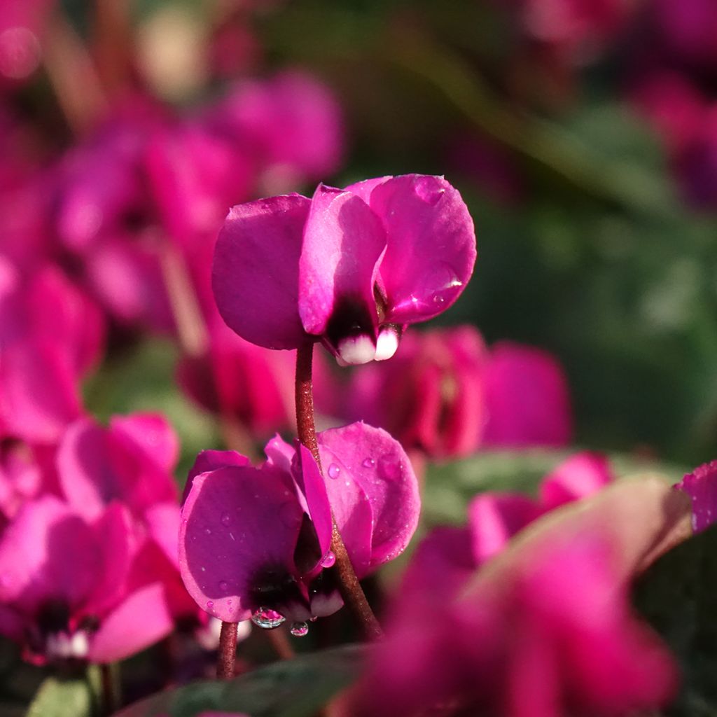 Cyclamen coum Meaden's Crimson - marbled foliage