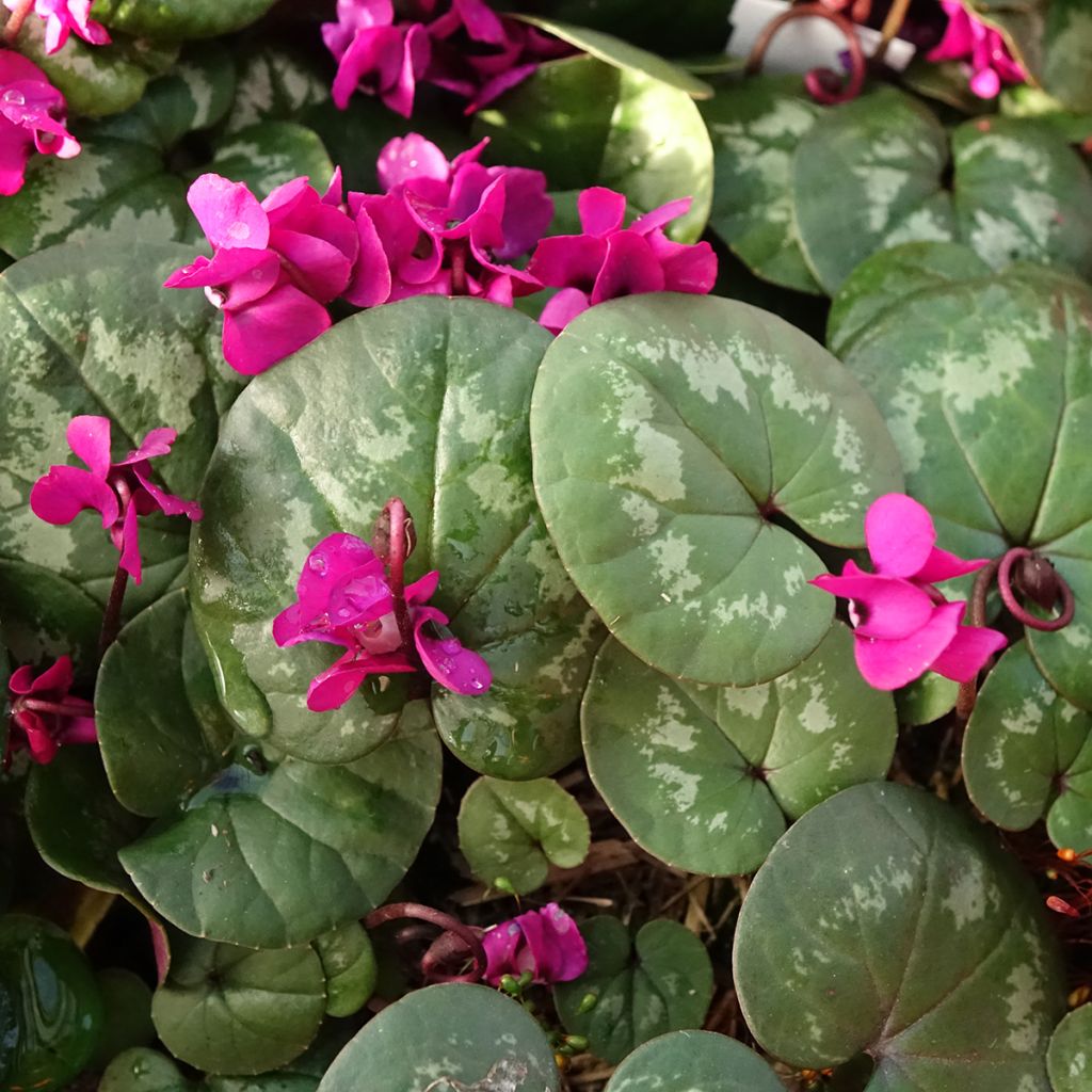 Cyclamen coum Meaden's Crimson - marbled foliage