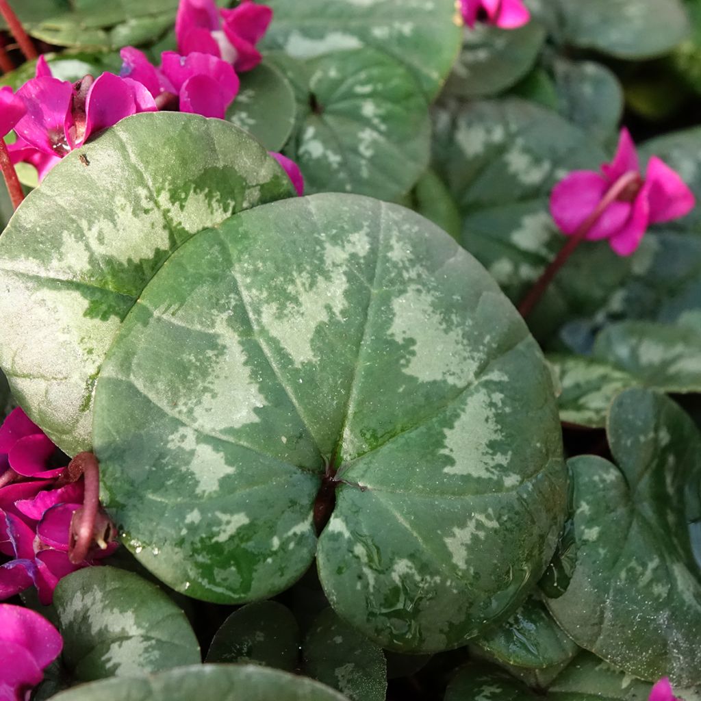 Cyclamen coum Meaden's Crimson - marbled foliage