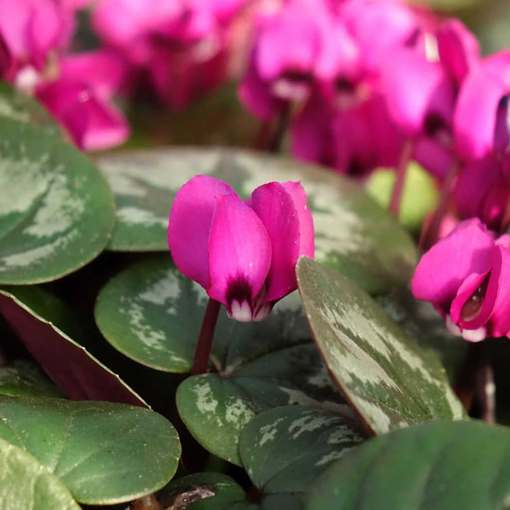 Cyclamen coum Meaden's Crimson - marbled foliage