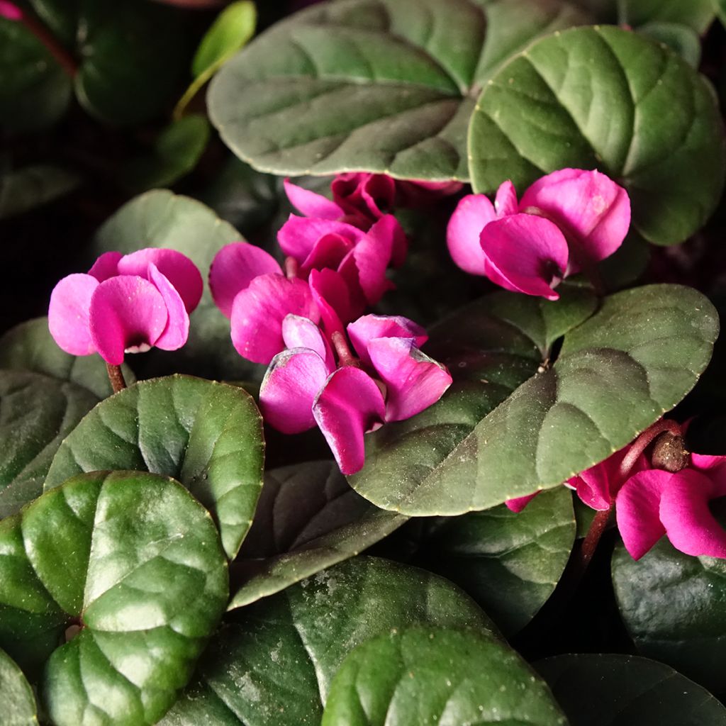 Cyclamen coum Meaden's Crimson - Green Foliage