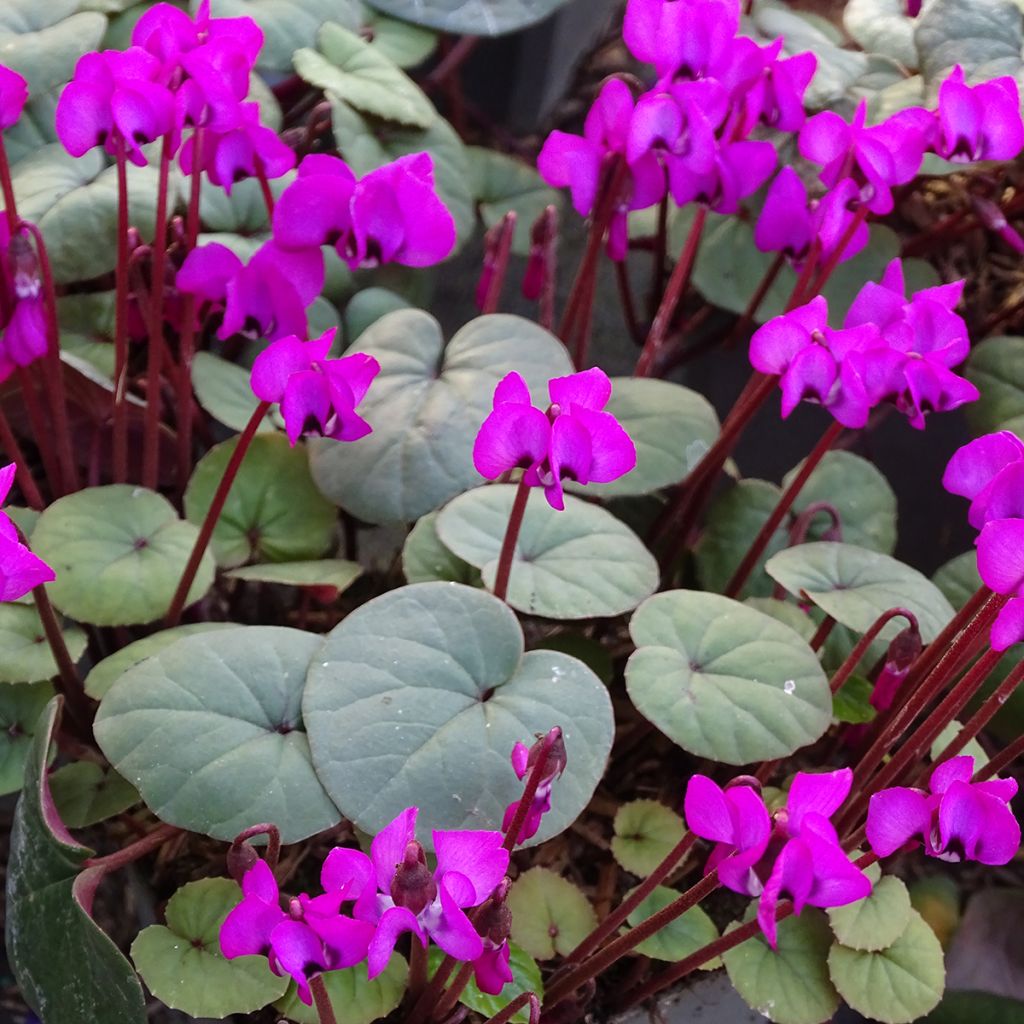 Cyclamen coum Meaden's Crimson - Green Foliage