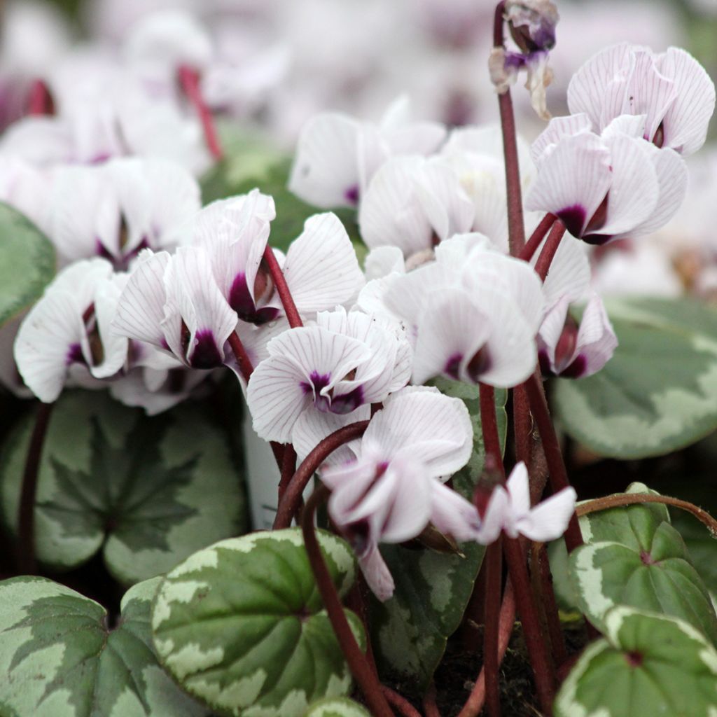 Cyclamen coum Porcelain