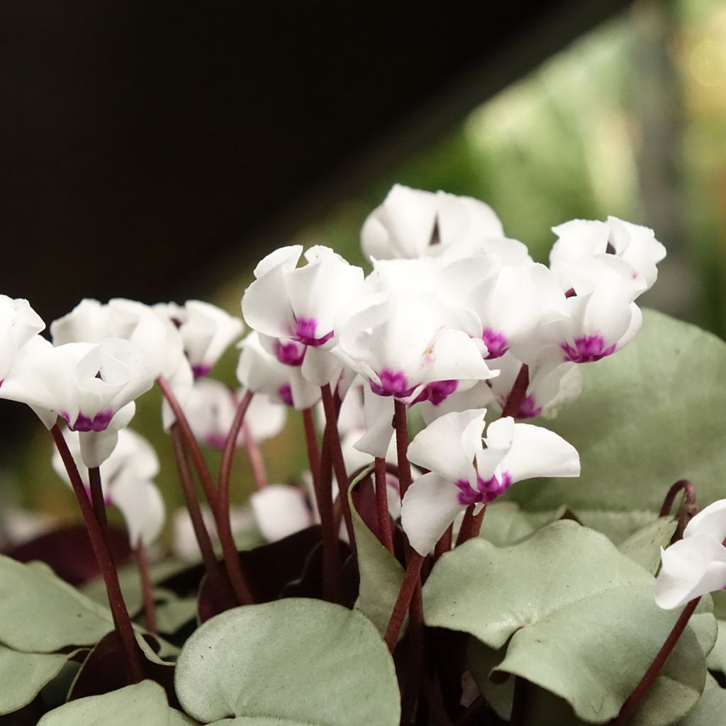 White Cyclamen coum with grey foliage - Eastern sowbread