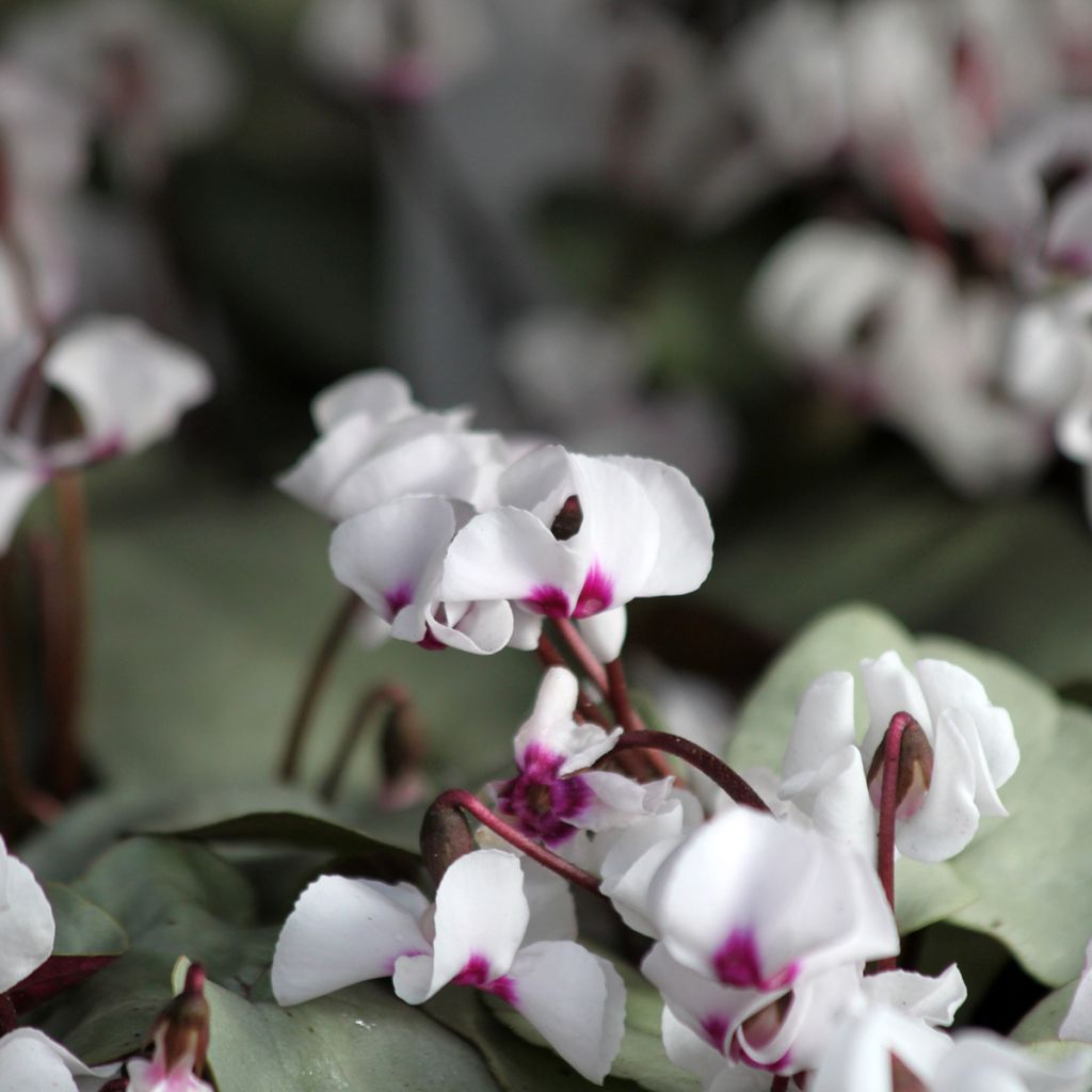 White Cyclamen coum with grey foliage - Eastern sowbread