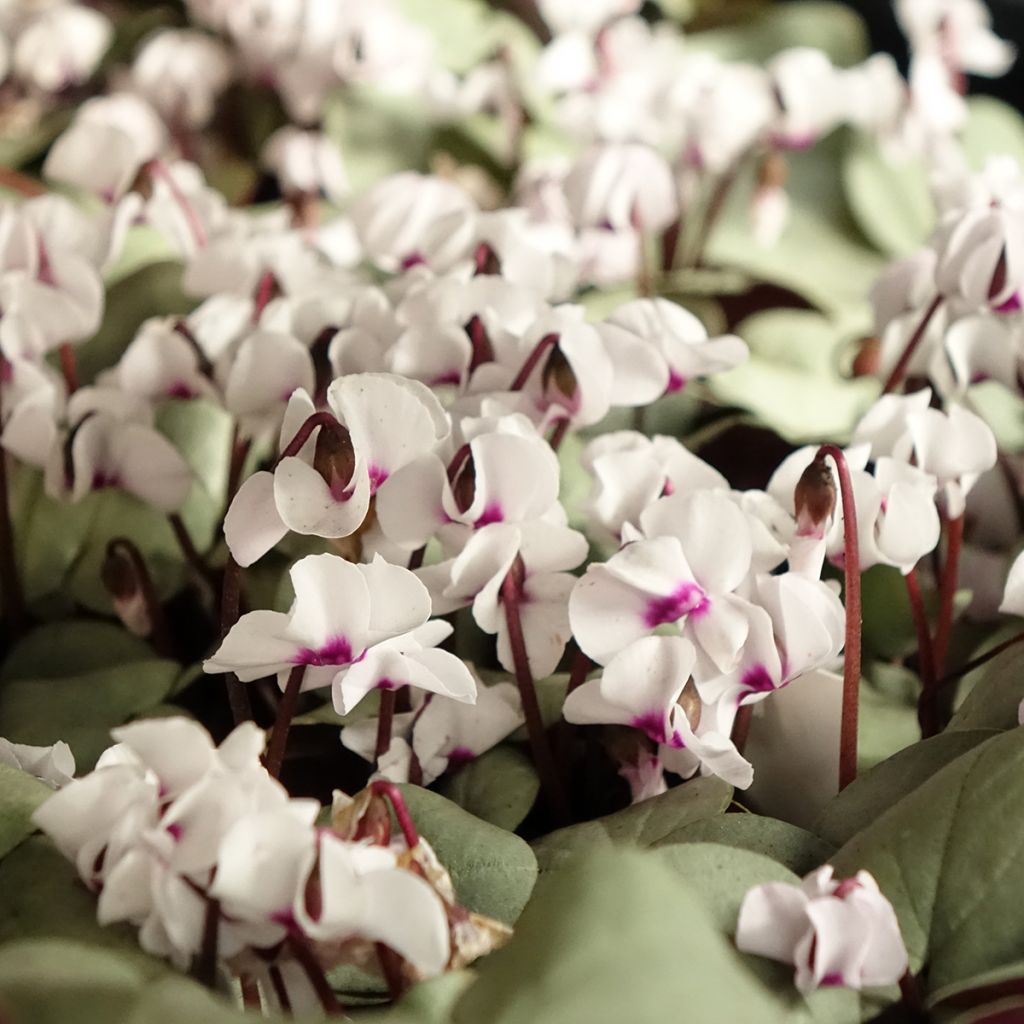 White Cyclamen coum with grey foliage - Eastern sowbread