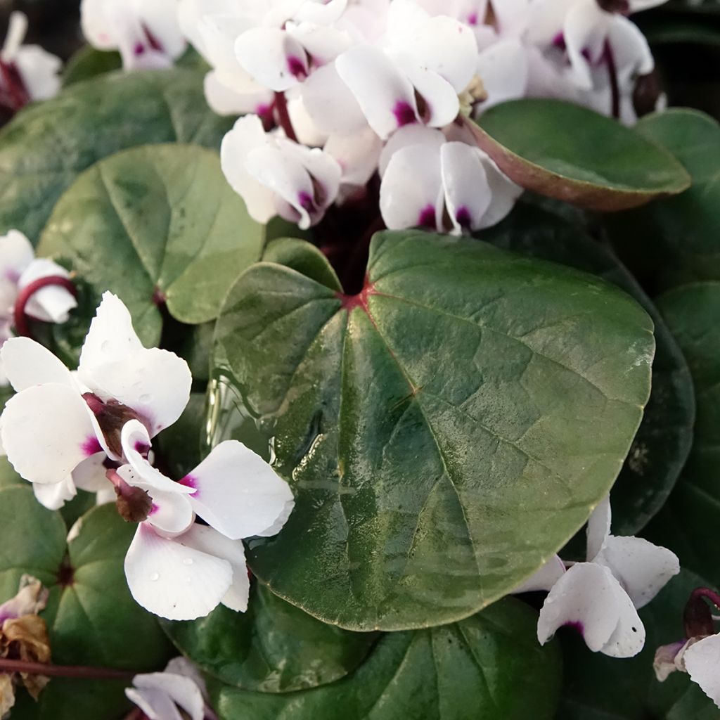 White-flowered Cyclamen Coum - Eastern sowbread