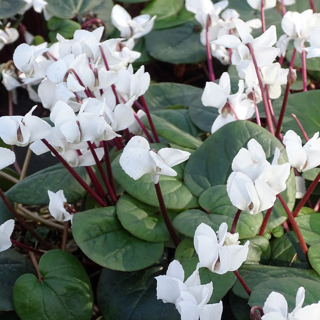 White-flowered Cyclamen Coum - Eastern sowbread