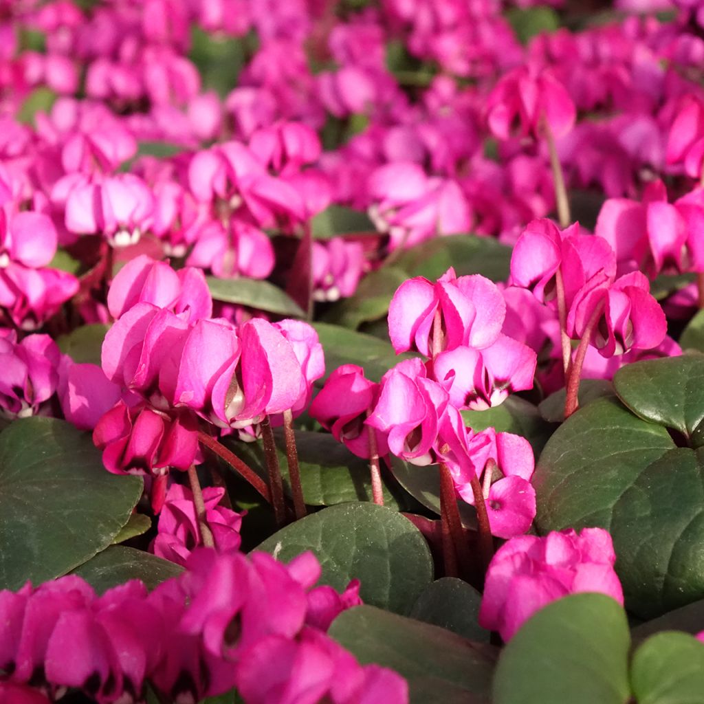 Fuschia-flowered Cyclamen coum - Eastern sowbread