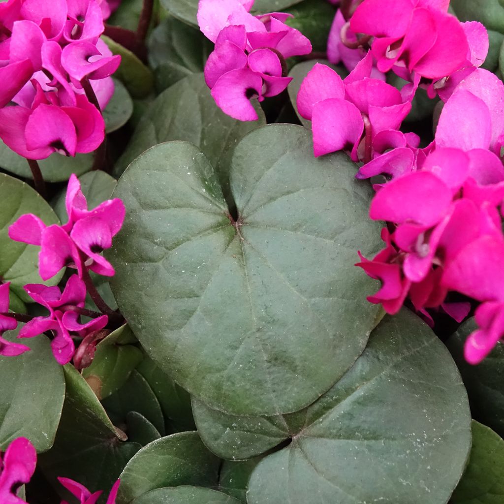 Fuschia-flowered Cyclamen coum - Eastern sowbread