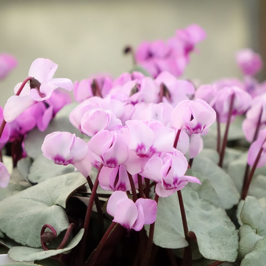 Cyclamen coum Pink with Grey Foliage