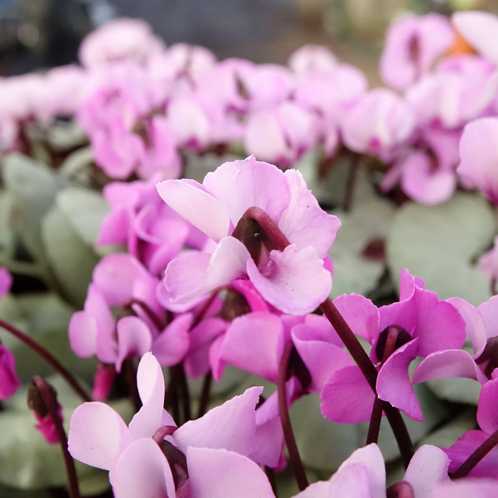 Cyclamen coum Pink with Grey Foliage