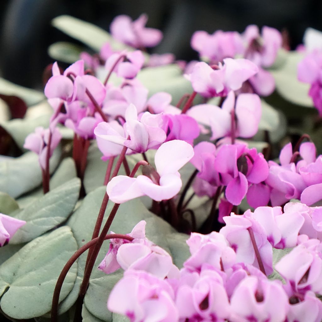 Cyclamen coum Pink with Grey Foliage