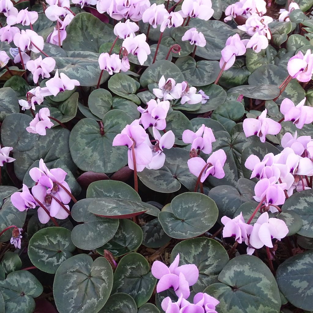 Pink-flowered Cyclamen coum with marbled foliage - Eastern sowbread