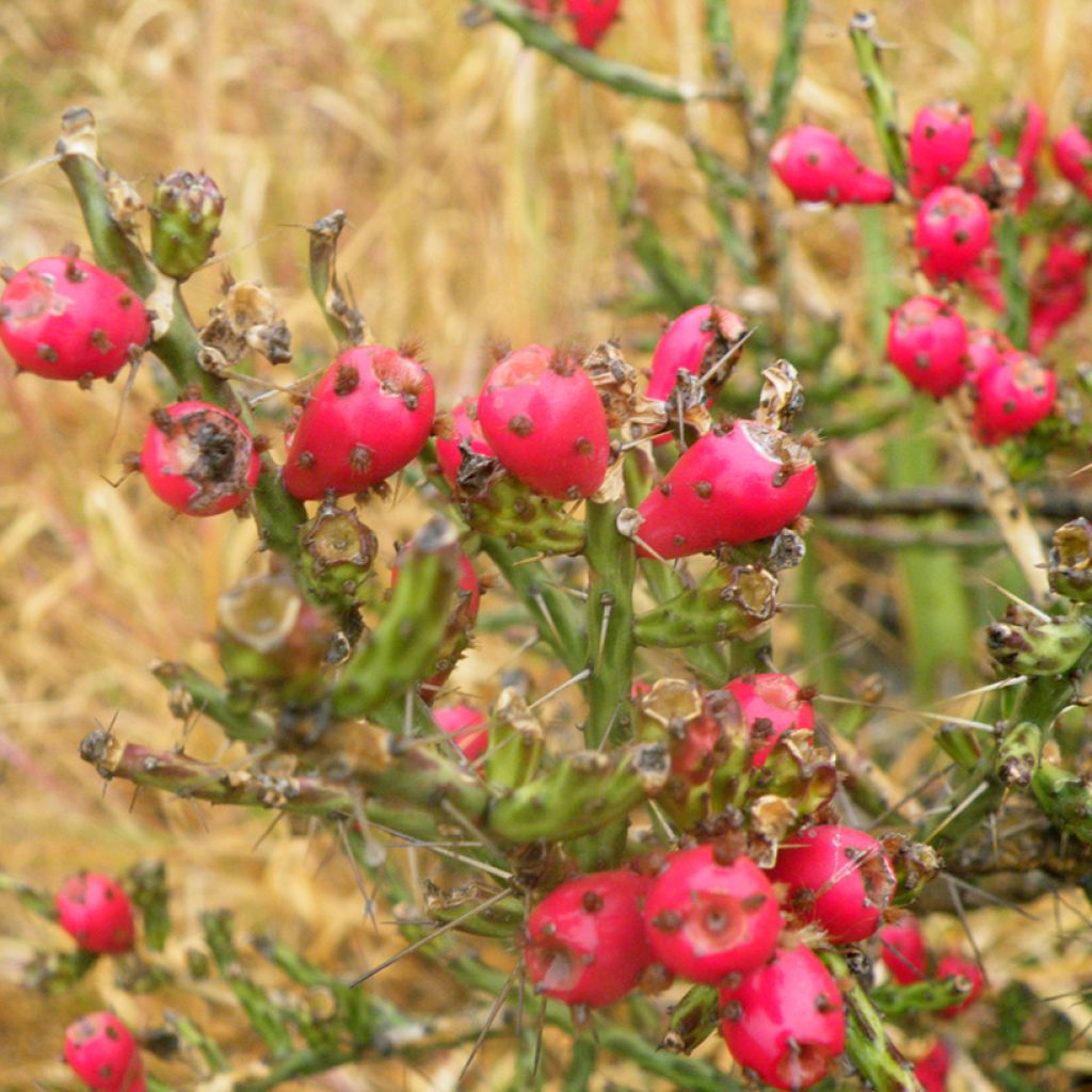 Cylindropuntia kleiniae