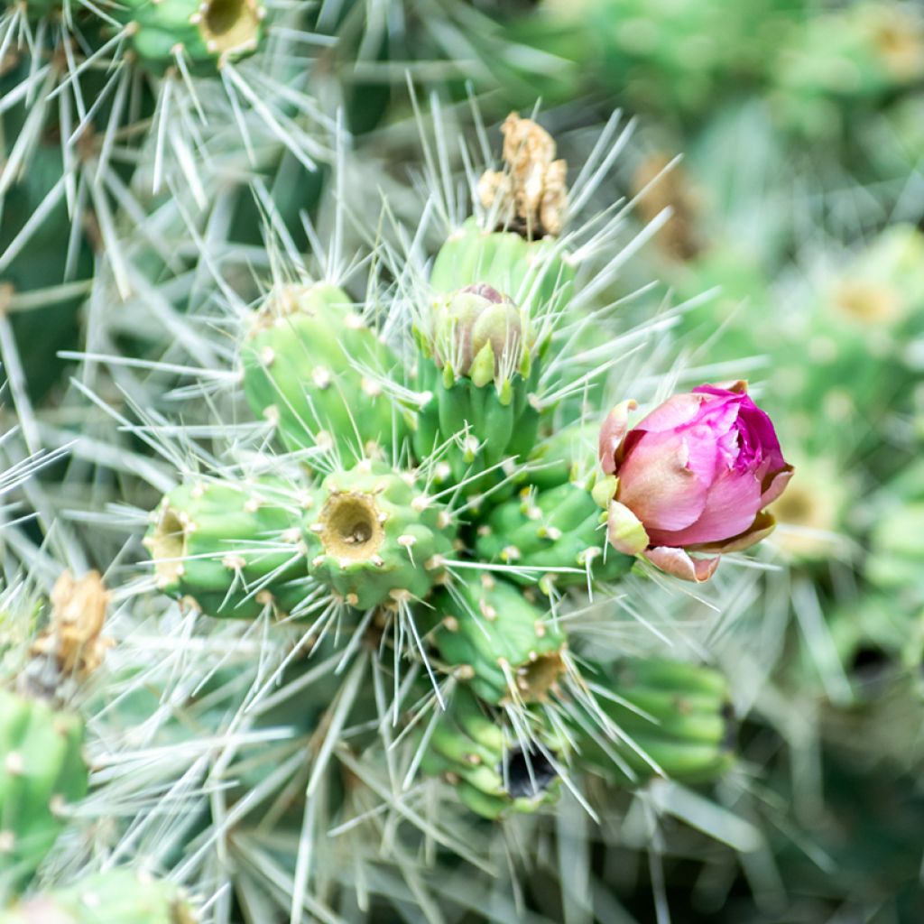 Cylindropuntia tunicata