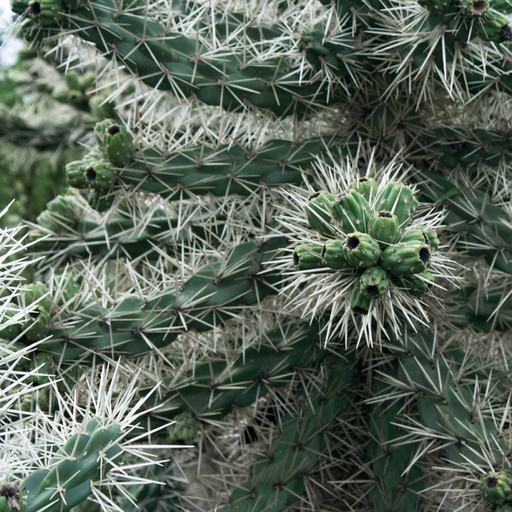 Cylindropuntia tunicata