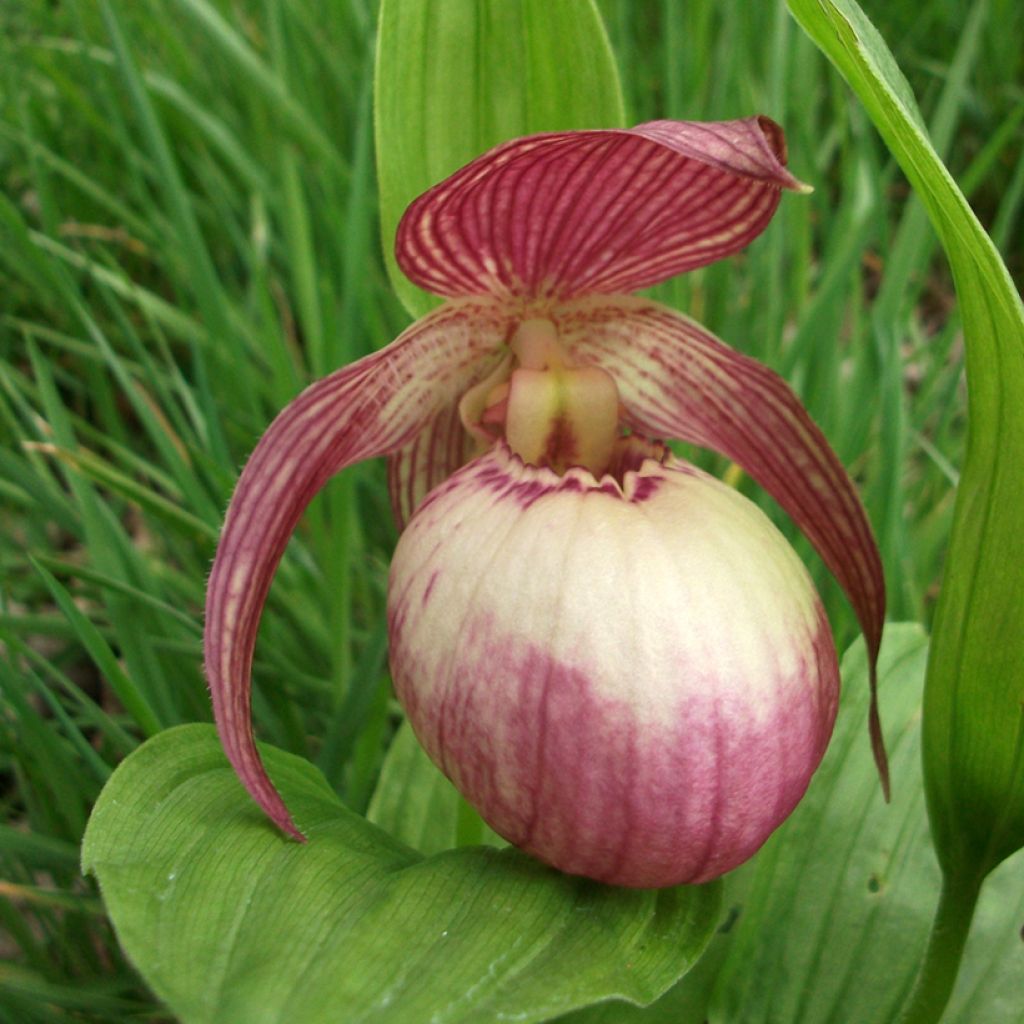 Cypripedium Sabine - Lady Slipper Orchid