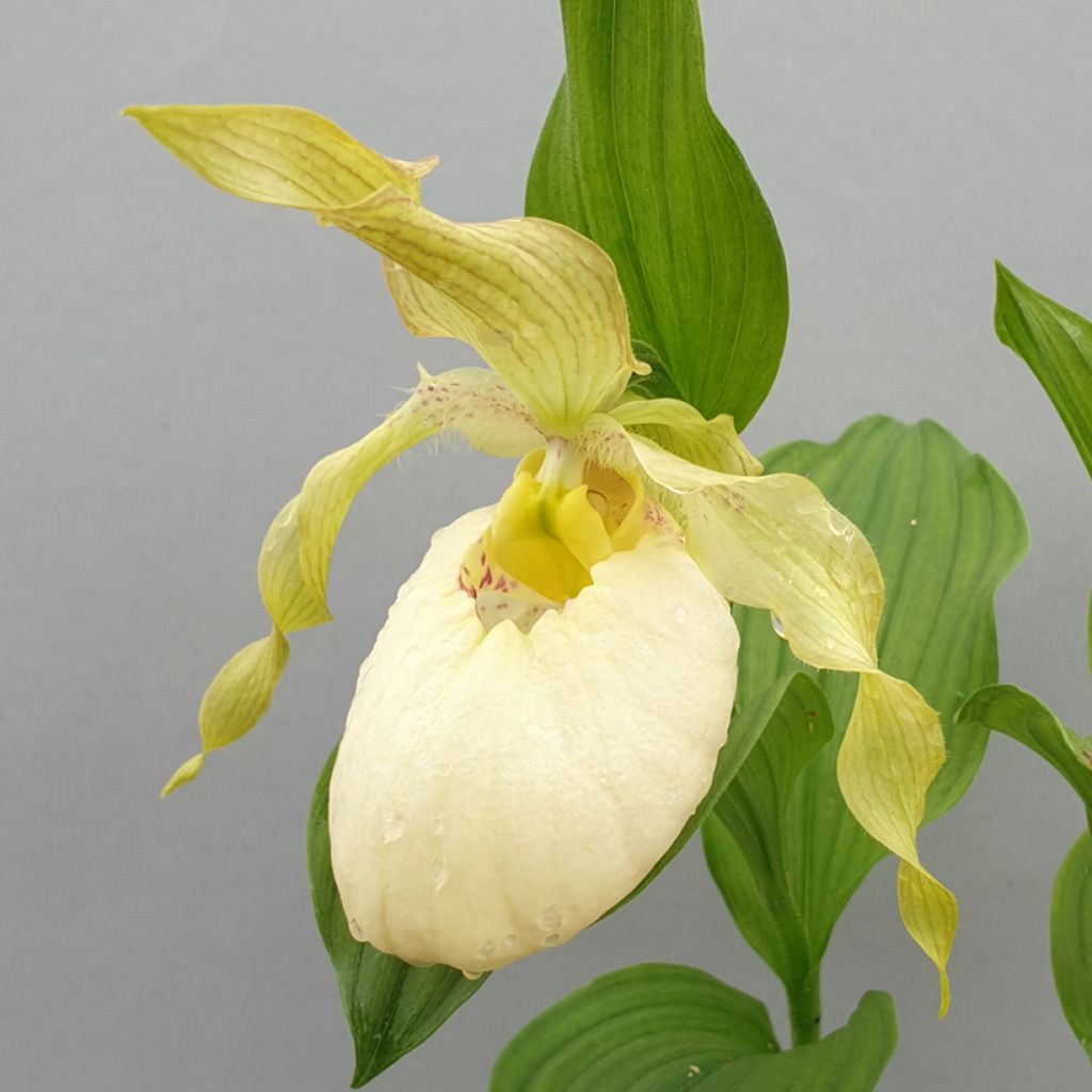 Cypripedium Aki - Lady Slipper Orchid