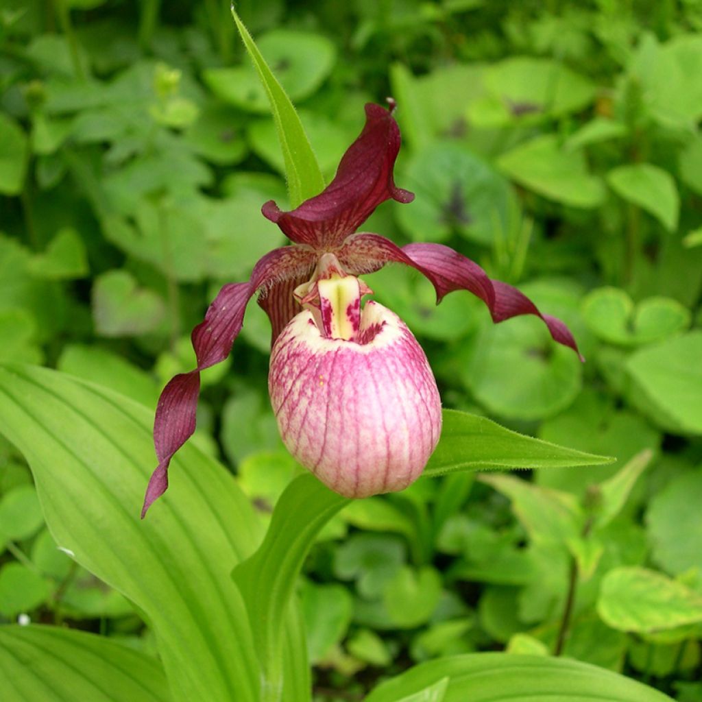 Cypripedium Gisella - Lady Slipper Orchid