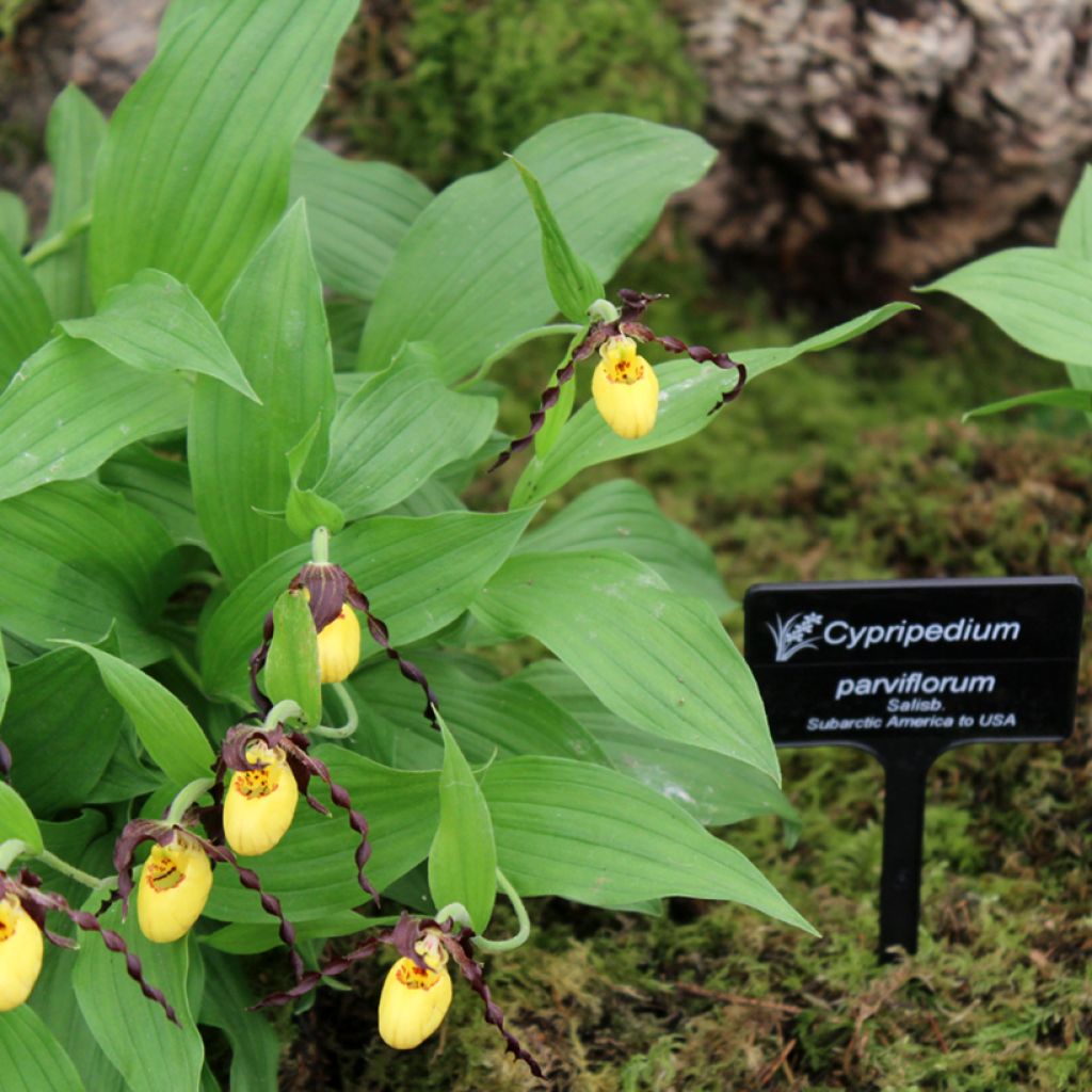 Cypripedium parviflorum var. parviflorum - Lady Slipper Orchid 