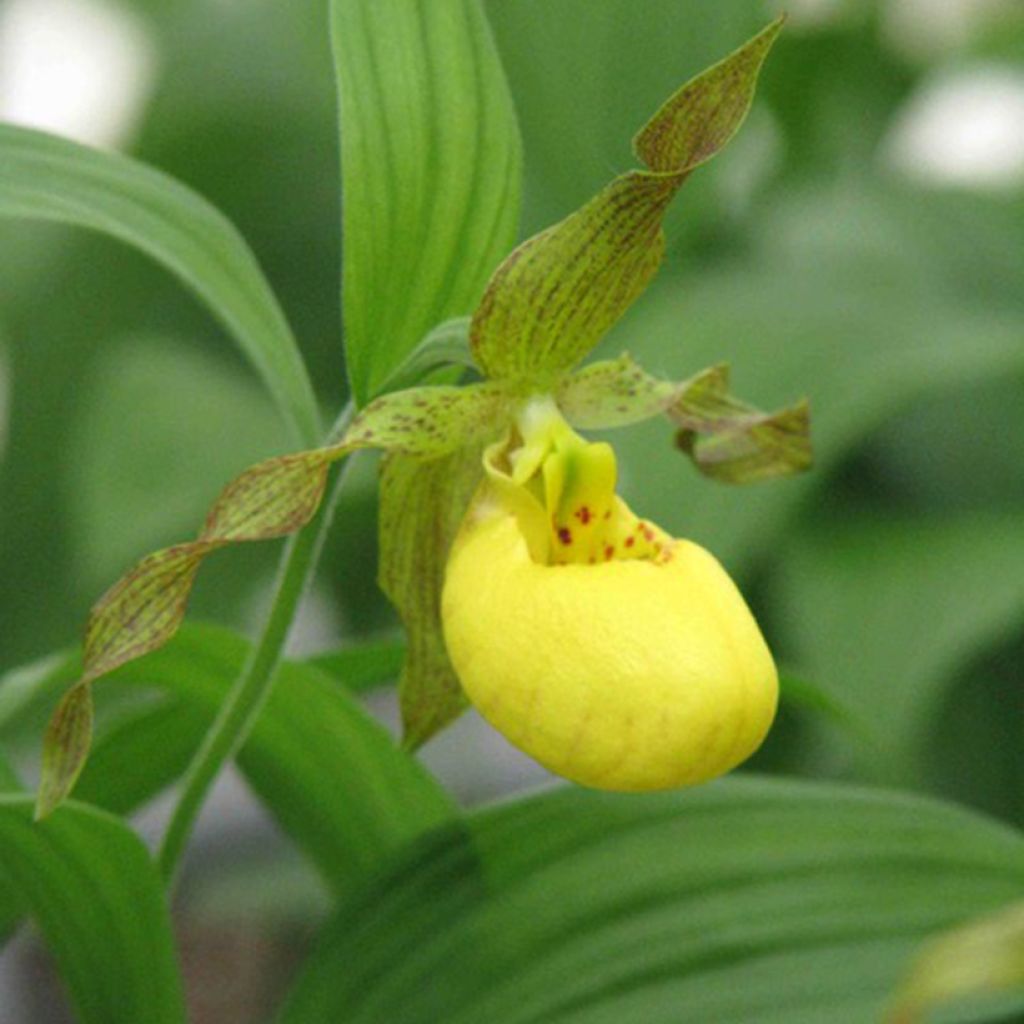 Cypripedium parviflorum var. pubescens  - Lady Slipper Orchid