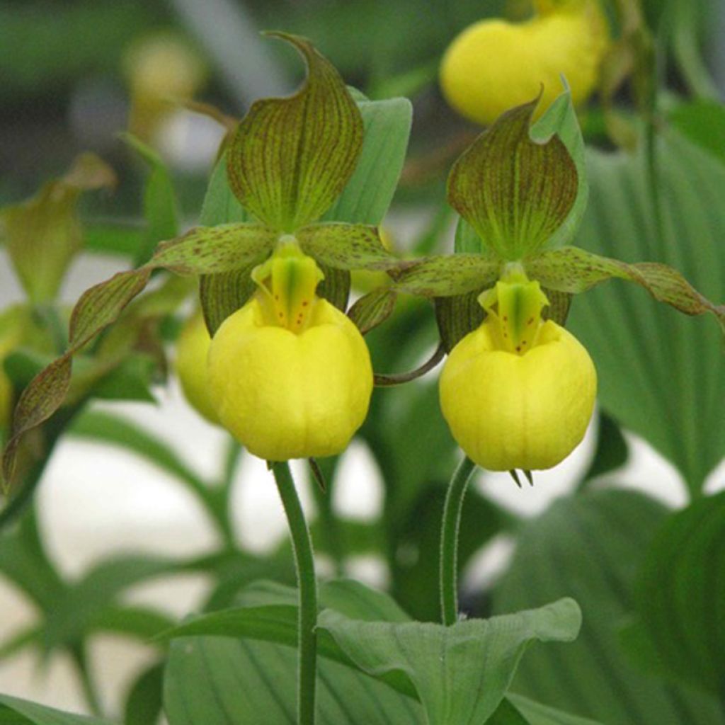 Cypripedium parviflorum var. pubescens  - Lady Slipper Orchid