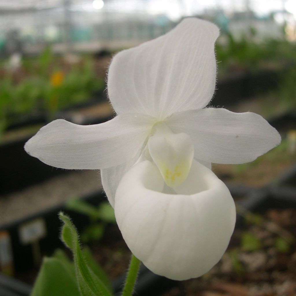 Cypripedium reginae Alba - Lady Slipper Orchid