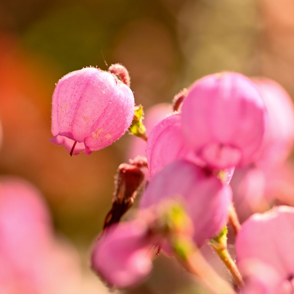 Daboecia cantabrica Globosa Pink - Irish Heath