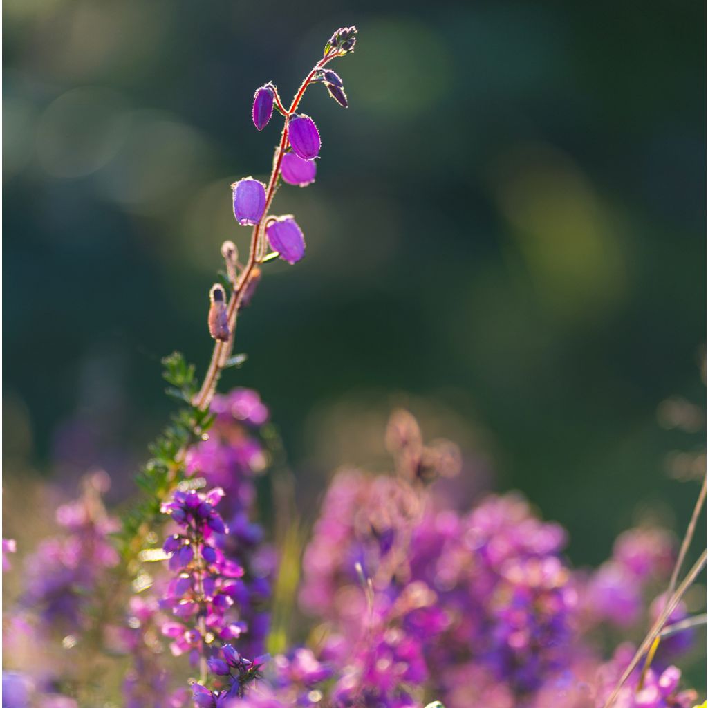 Daboecia cantabrica Purpurea - Bruyère de Saint Daboec