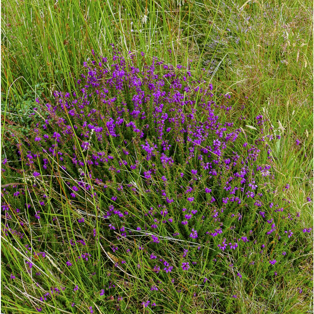 Daboecia cantabrica Purpurea - Bruyère de Saint Daboec