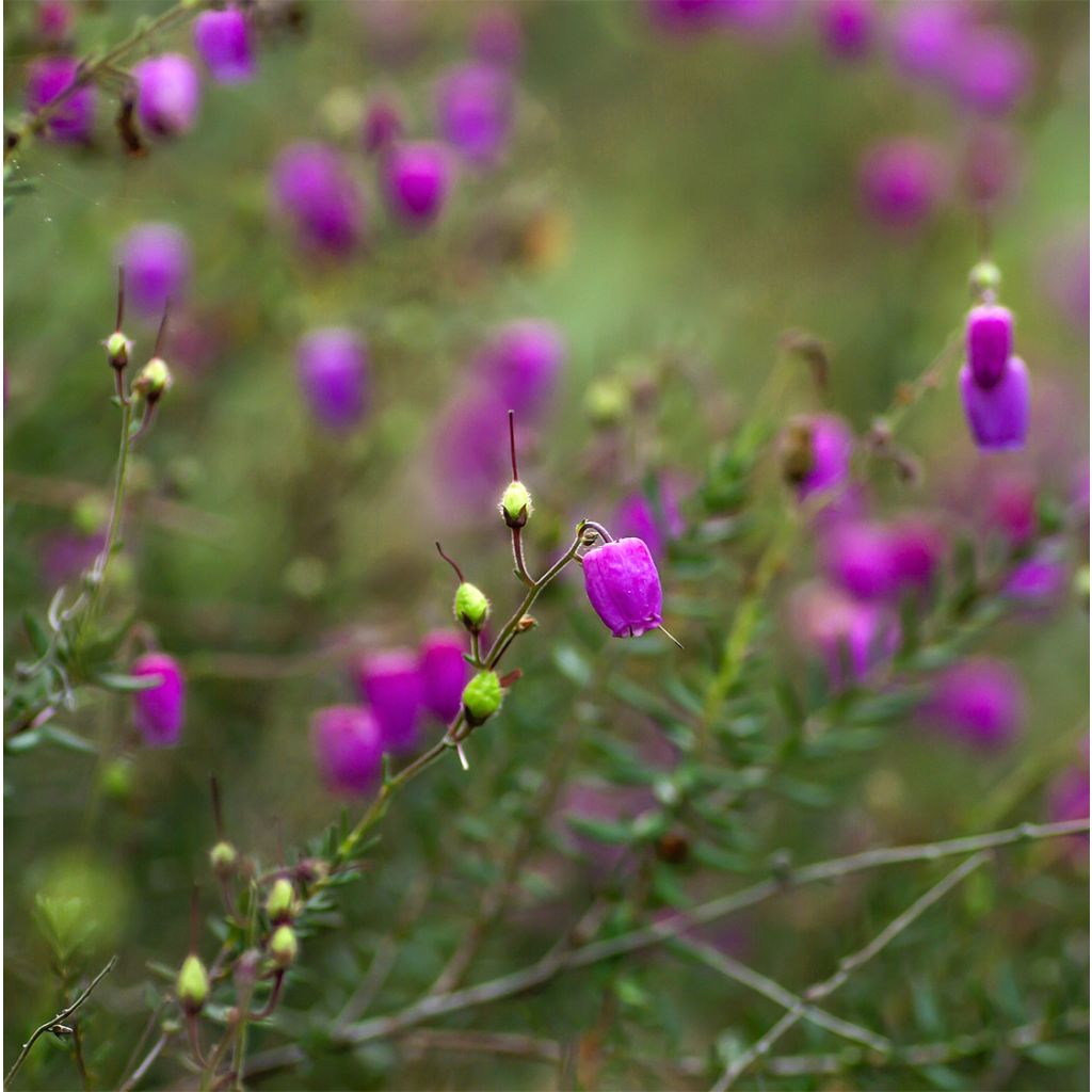 Daboecia cantabrica Purpurea - Bruyère de Saint Daboec