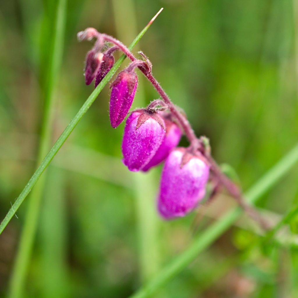 Daboecia cantabrica Vanessa - Irish Heath