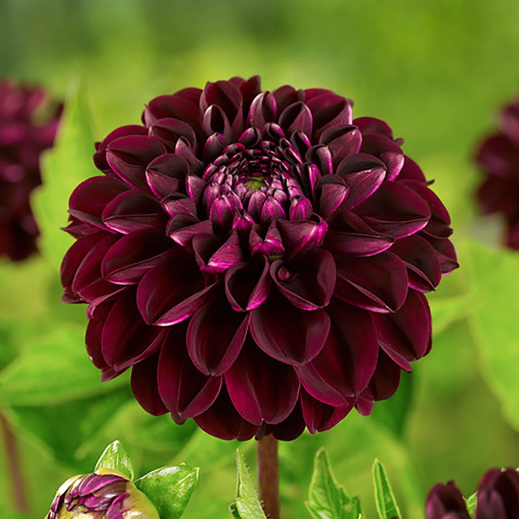 Dahlia Dark Spirit