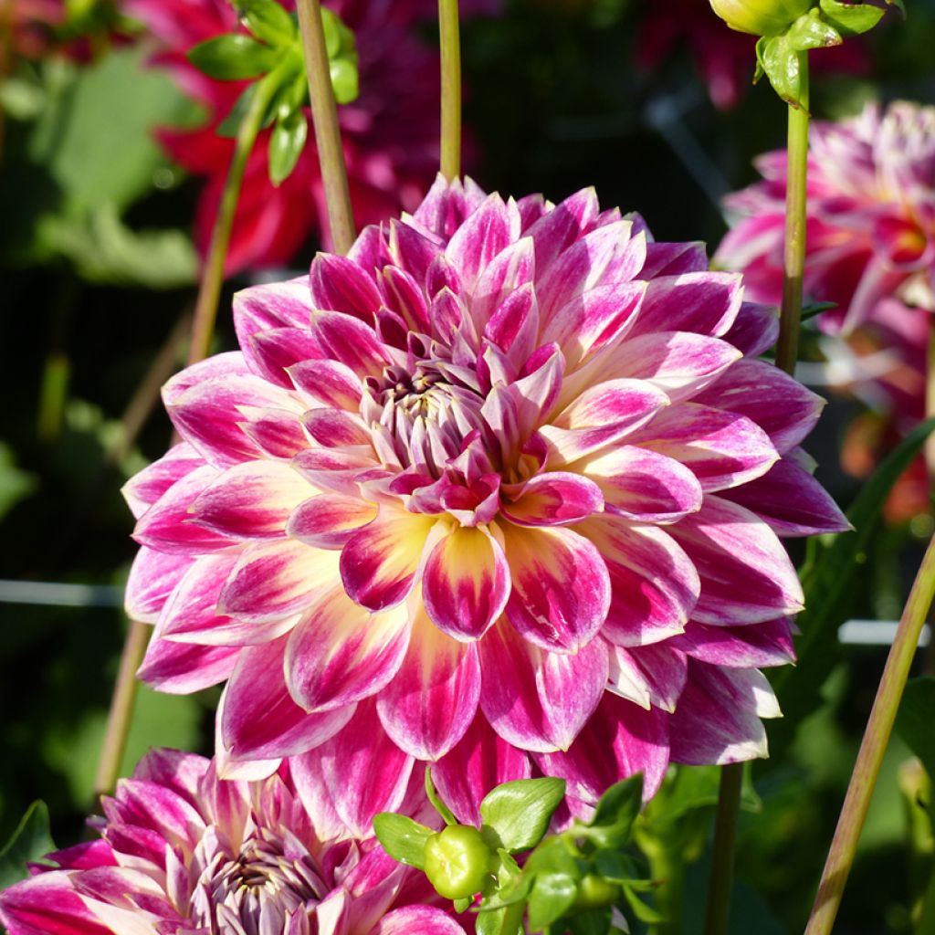 Dahlia Temple of Beauty