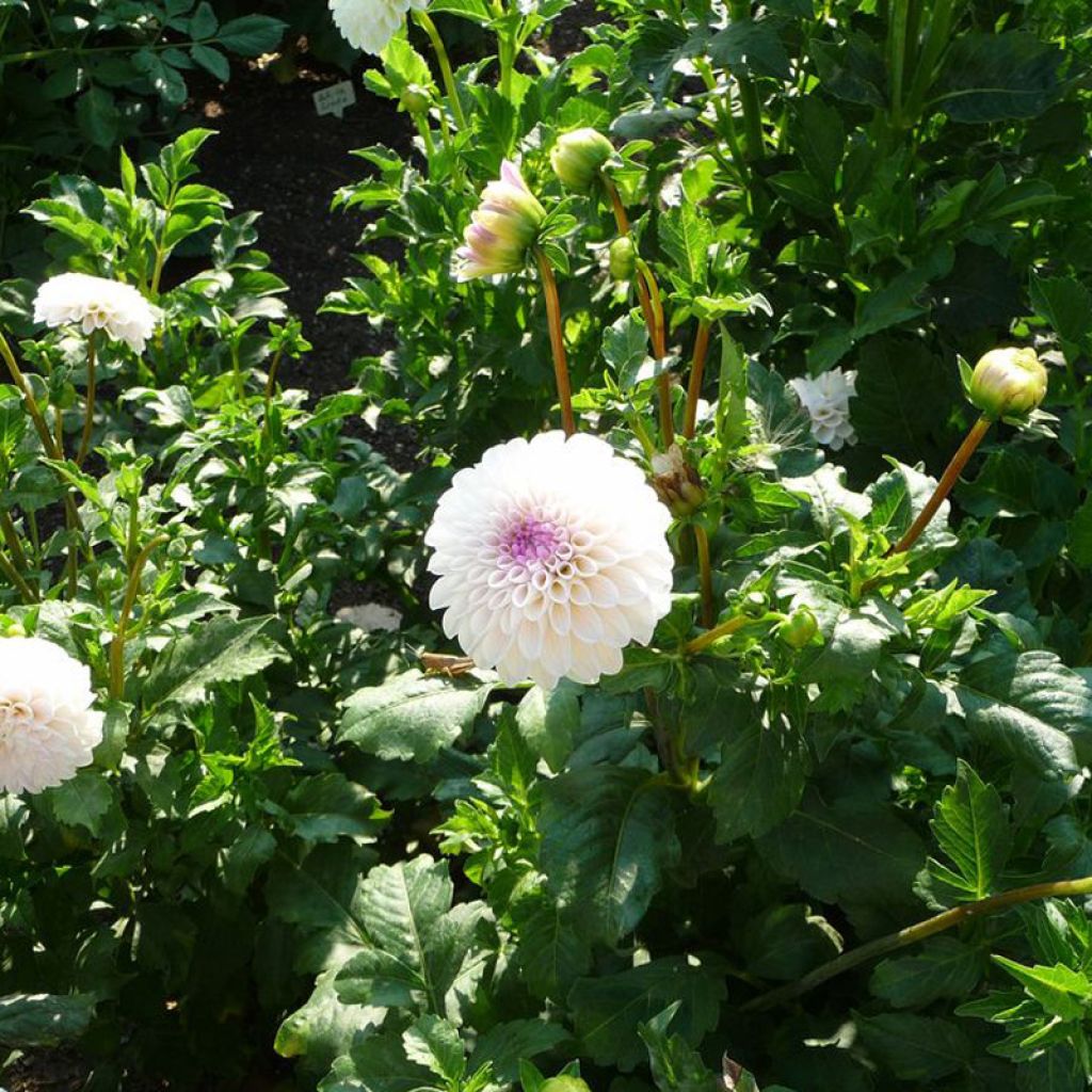 Dahlia White Linda