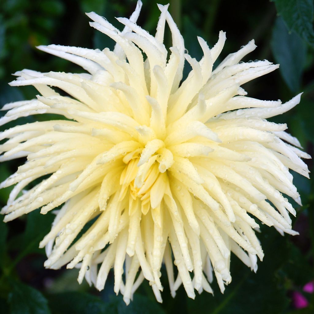 Dahlia Gryson's Yellow Spider